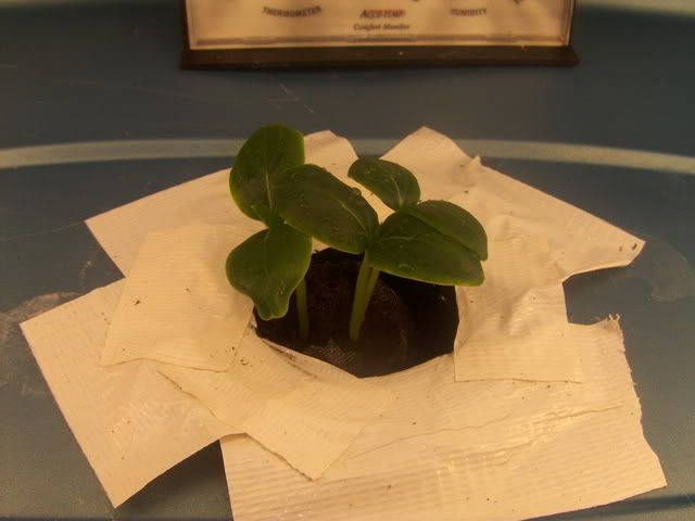 cuke1006.jpg