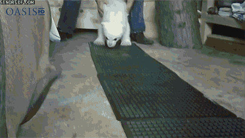 VhLCOwAIPkGC1c_1K2QRFg2.gif