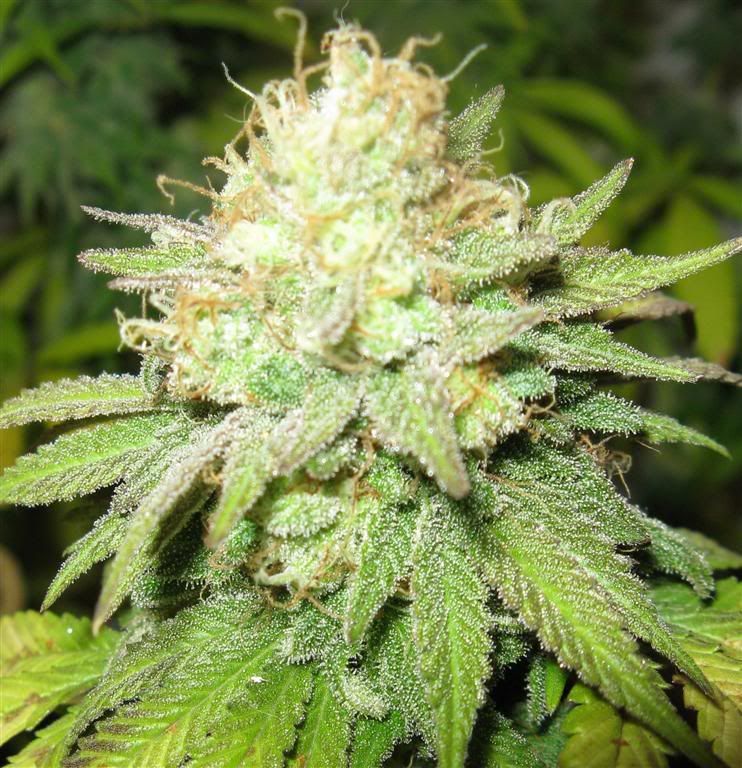 52Daysflowering012Large.jpg