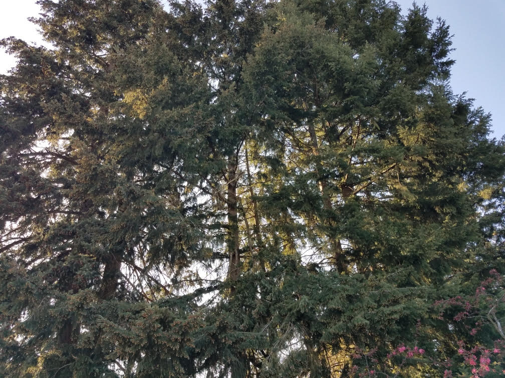 pollen2.jpg