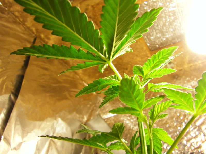 mj090004-6.jpg