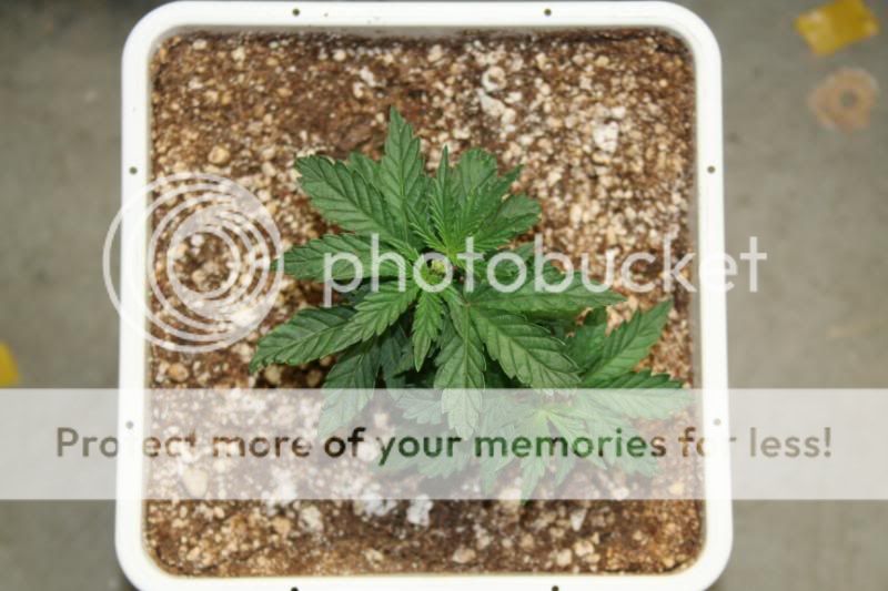 SeedlingsandClones006.jpg