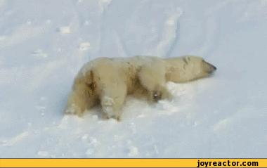 gif-bear-snow-586039.gif