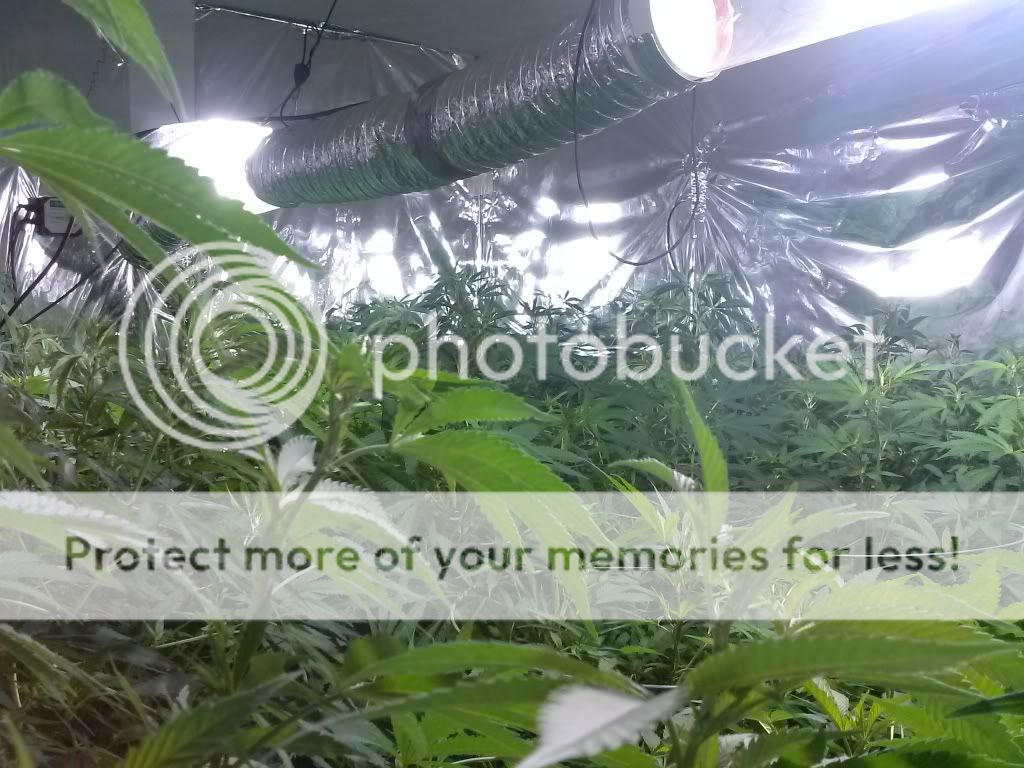 CAM00245_zps900f23ae.jpg