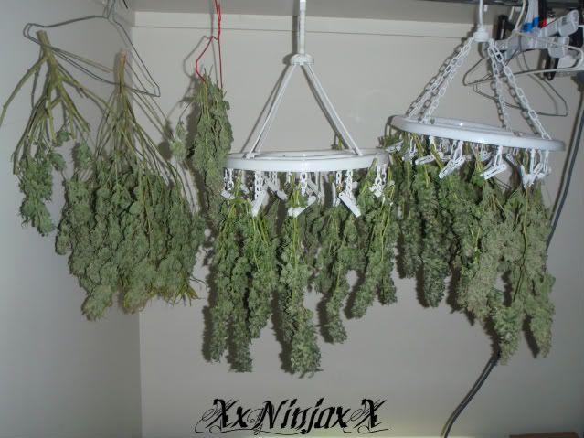 BCAI-HangingBuds.jpg
