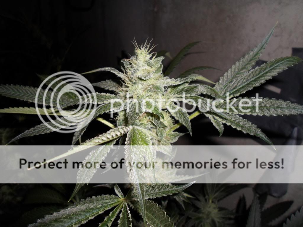 SAM_1230_zpsf23f94e9.jpg