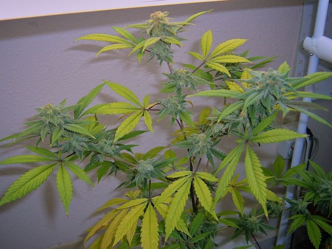SourGrapes20101.jpg