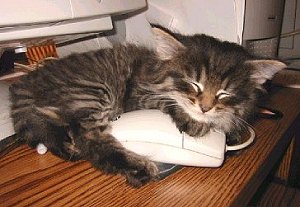mousey.jpg