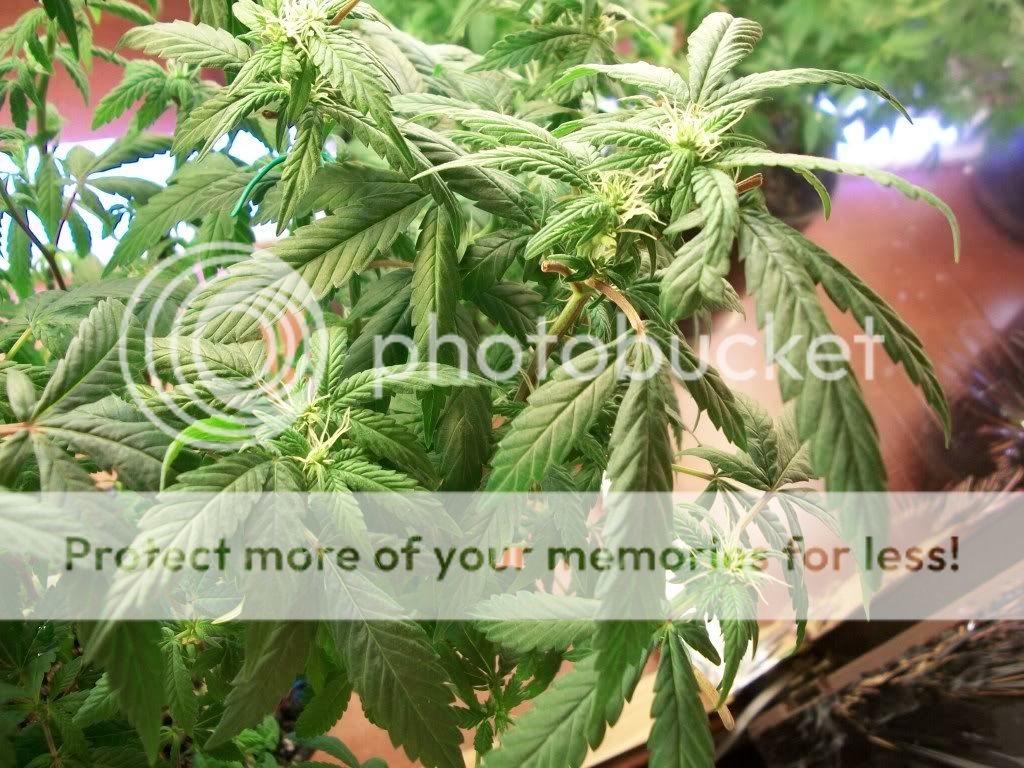 MTF5-9-11032.jpg