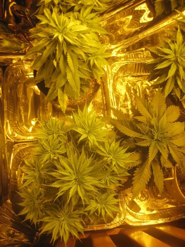 plants076.jpg