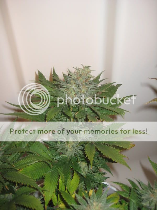 plants218.jpg