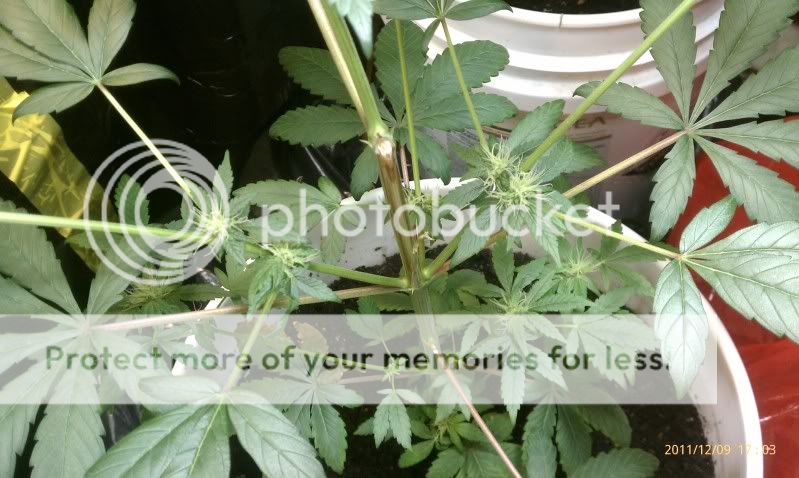 IMAG0072.jpg
