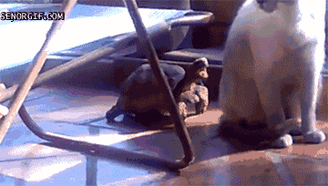 friday_gif_collection_03.gif