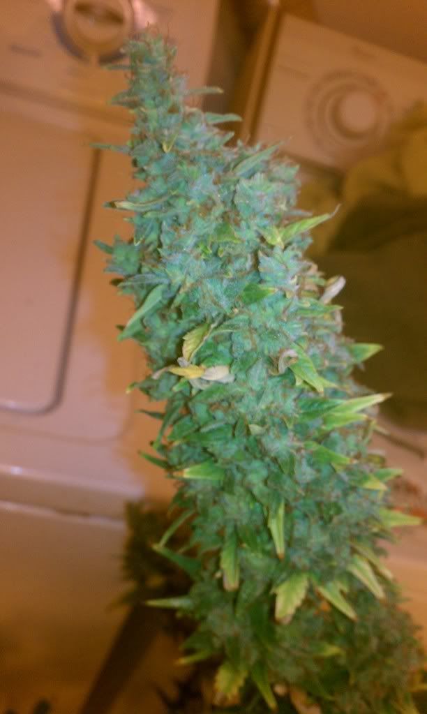 IMAG0616.jpg