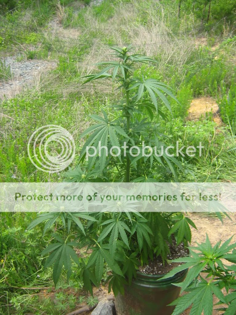 Querkle5.jpg