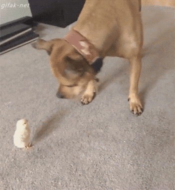gifs_13.gif