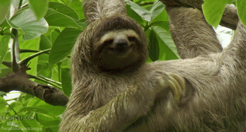 sloth-scratch.gif