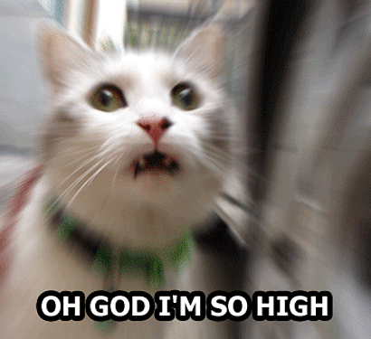 ani_high-cat_inline.gif