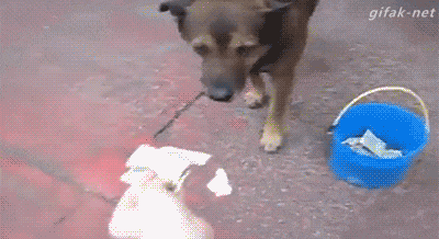 gifs_14.gif