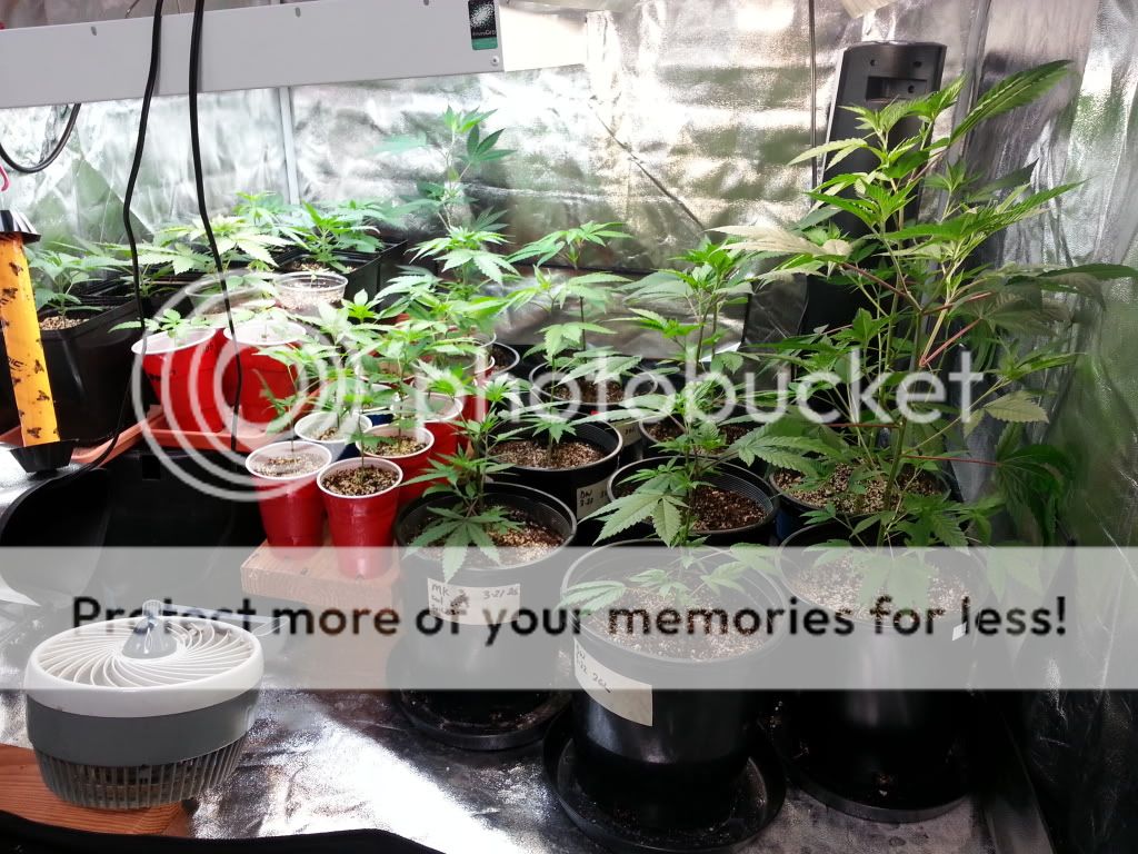 20140323_103253_zps09a08c39.jpg