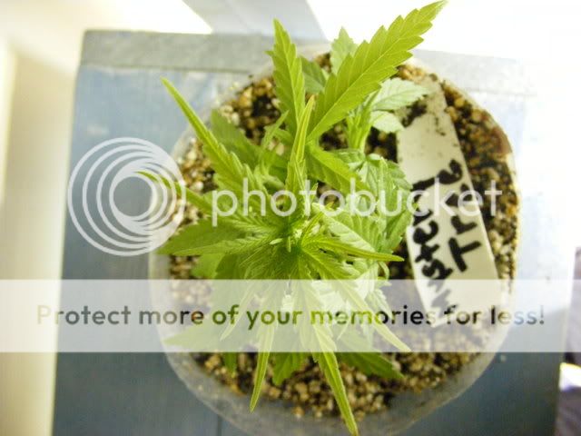 projects062-1.jpg