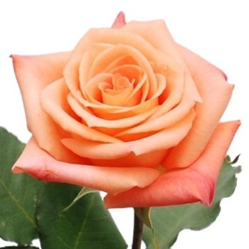 donna_peach_rose_350.jpg
