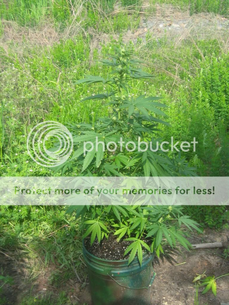 Querkle14.jpg