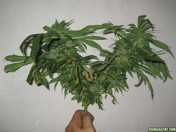 CC1_Harvest_oct25_27_.jpg