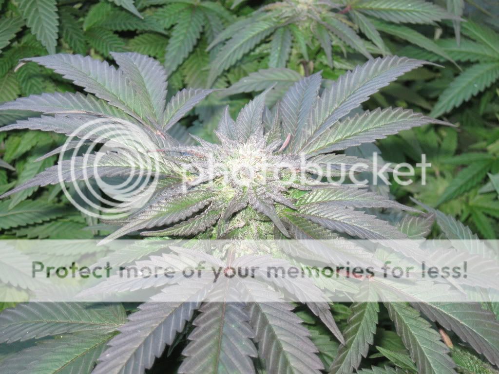 flower9012.jpg