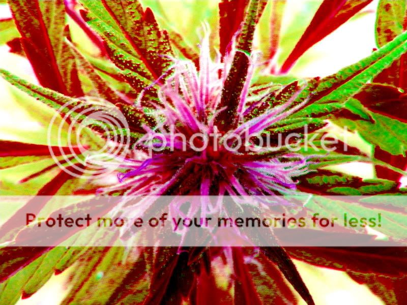 plantds.jpg