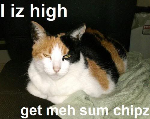 0CallieNew600x475.jpg