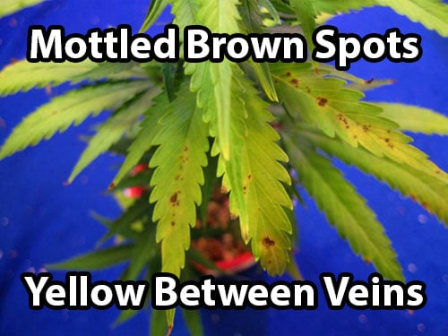 www.growweedeasy.com