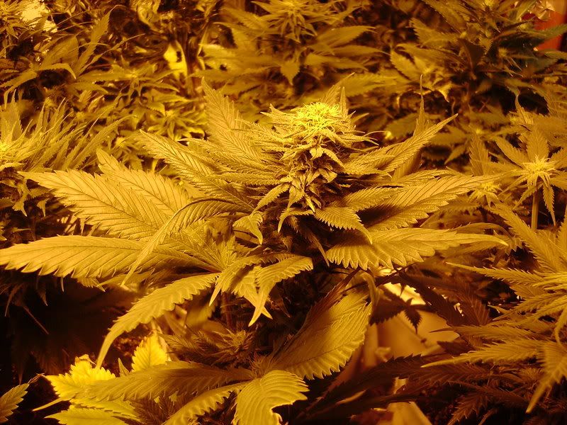 plants149.jpg