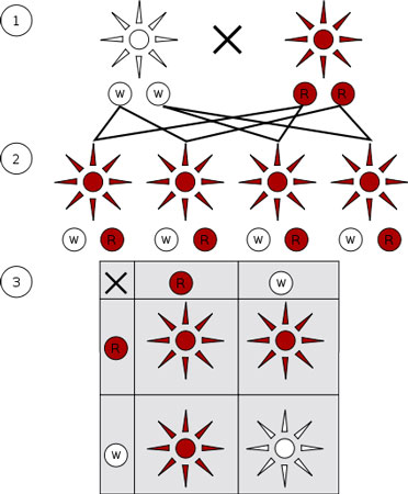 mendelian-inheritance.jpg