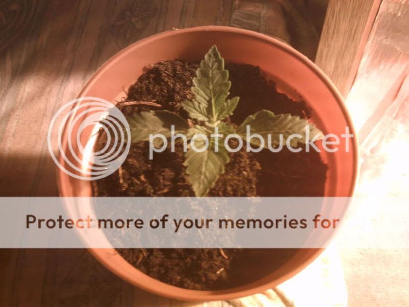 Plant1edit.jpg