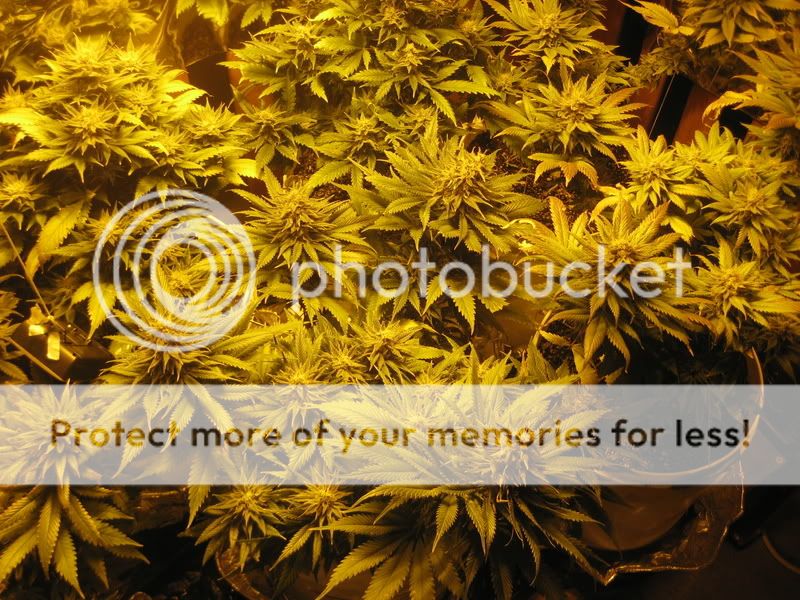 plants210.jpg