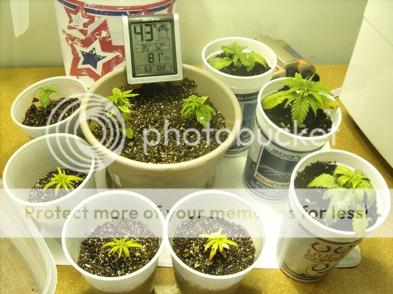 plants2002.jpg