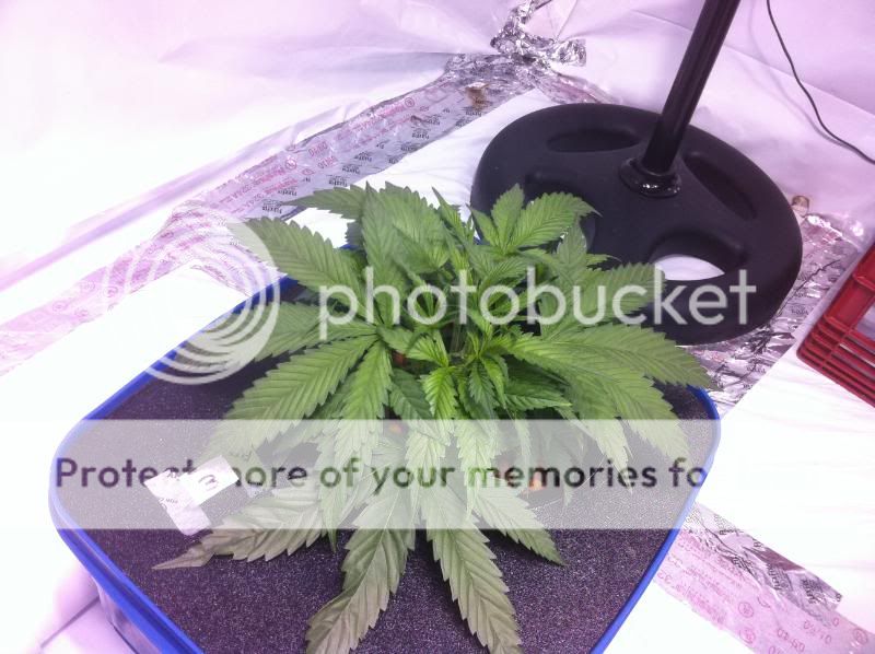 plant3end-1.jpg
