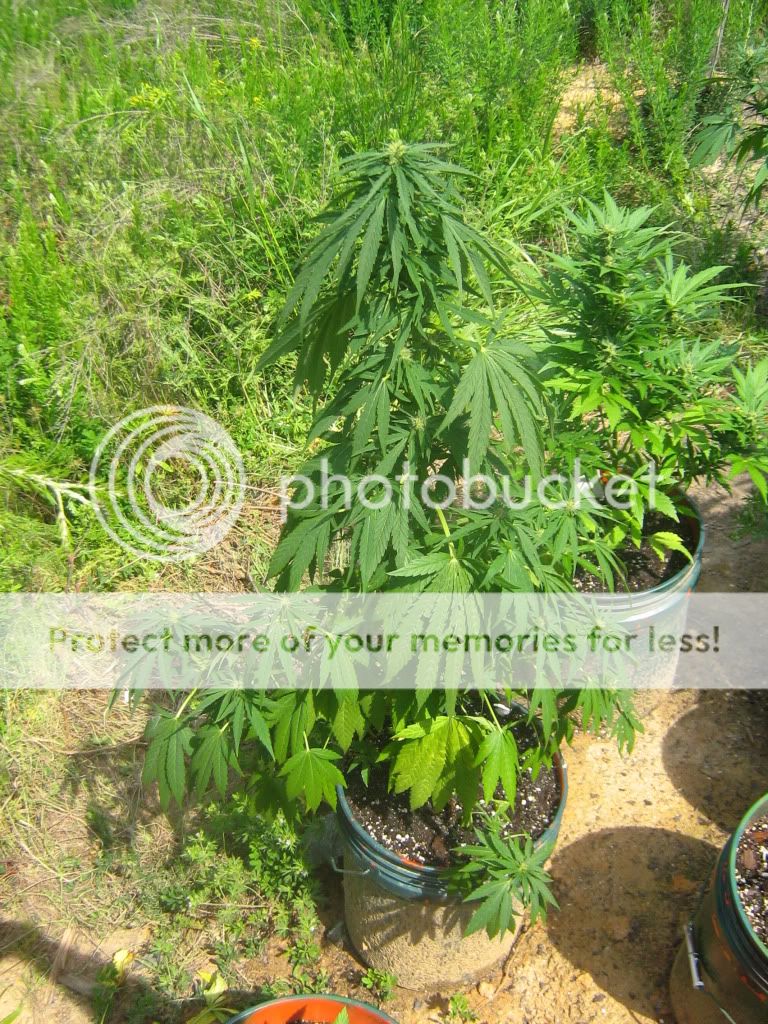 Querkle2-2.jpg