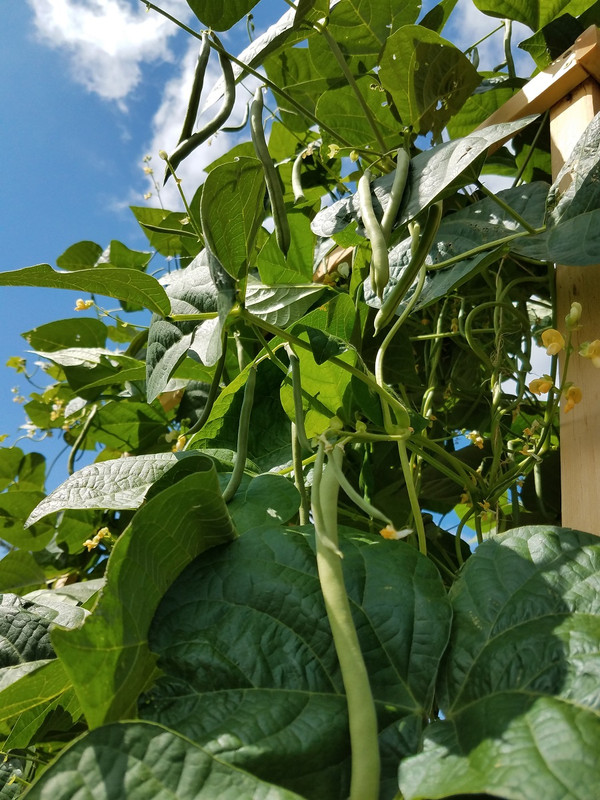 720bean2.jpg