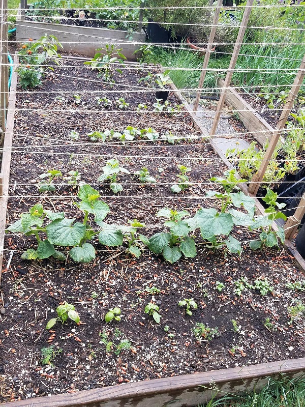 cucumbers.jpg
