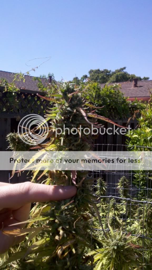 2011-09-06_11-56-00_334.jpg