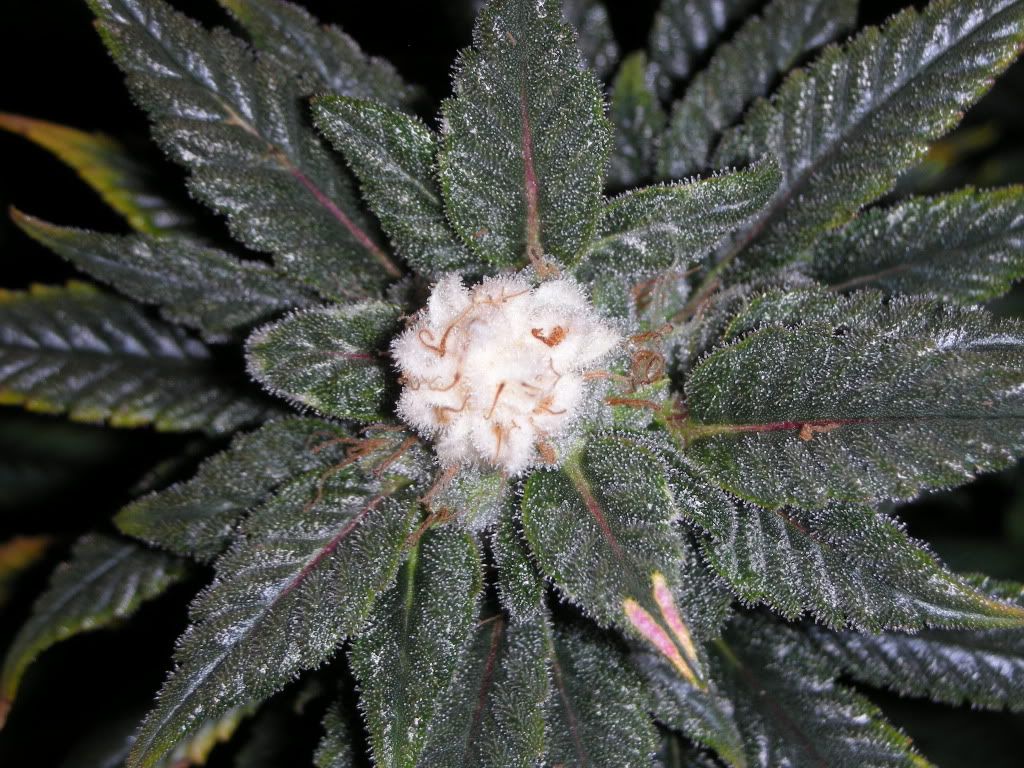 DSCN2421.jpg