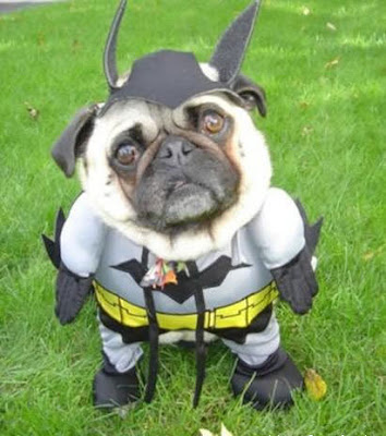 batdogyh0.jpg