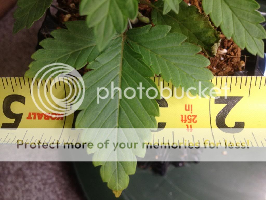 IMG_2311_zps264acfd3.jpg
