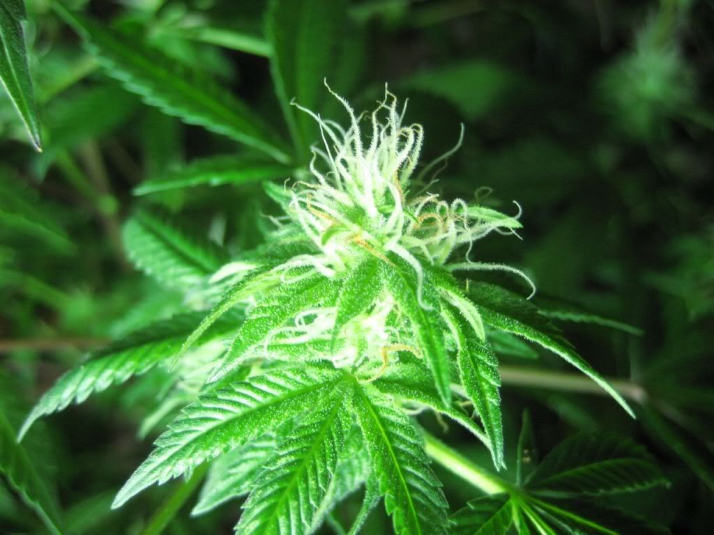 IMG_1263.jpg