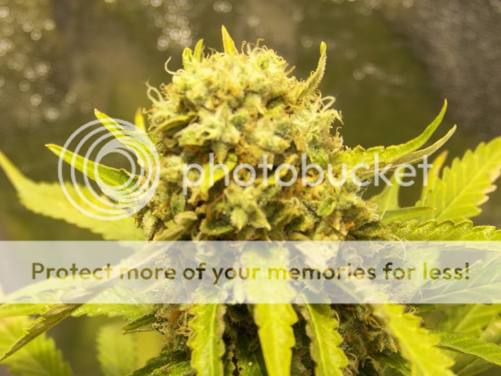 Week7FloweringPineapple007.jpg