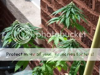Picture019.jpg