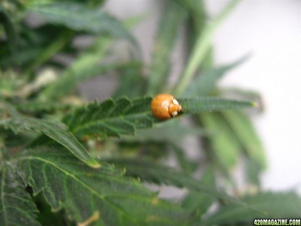 CC1_Harvest_oct25_5_.jpg