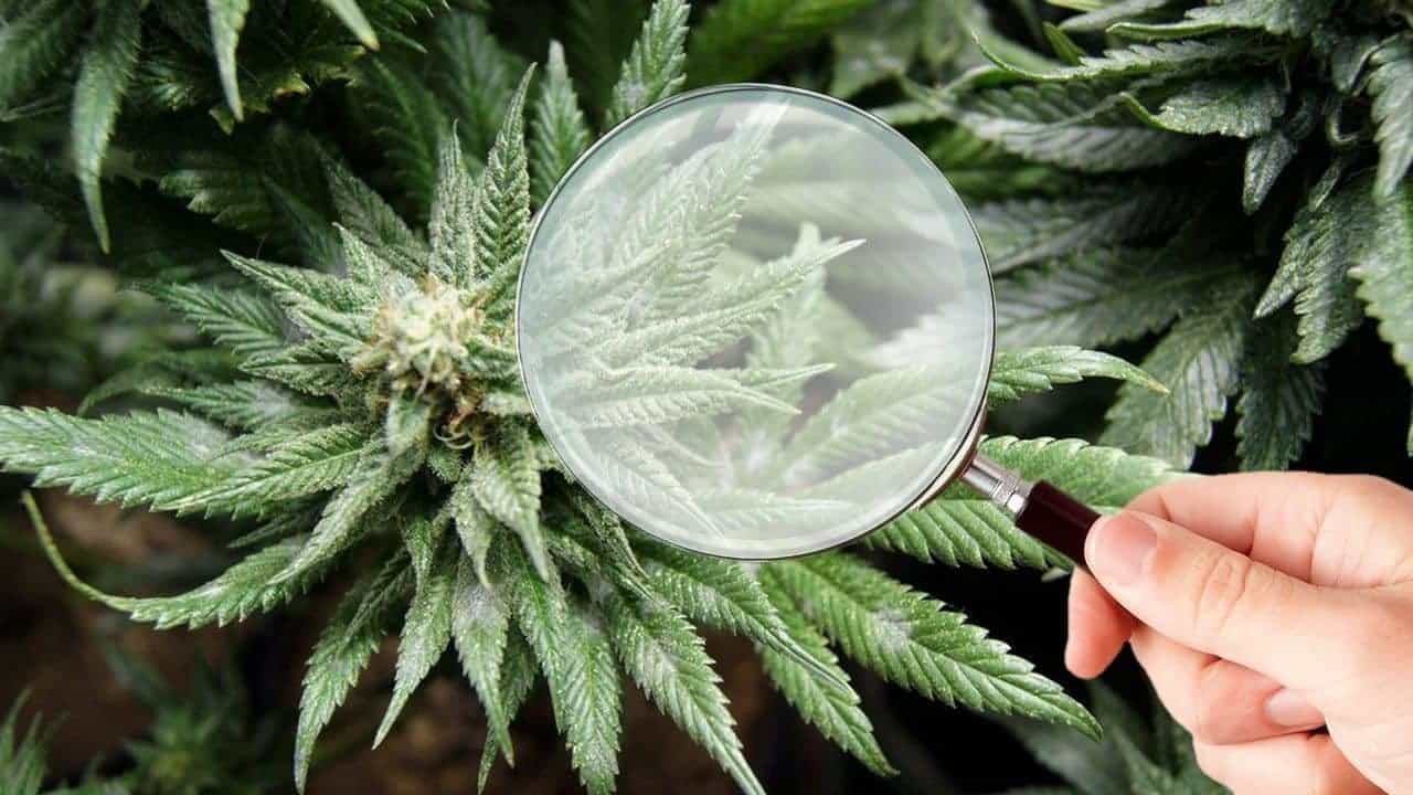 www.cannabis-mag.com